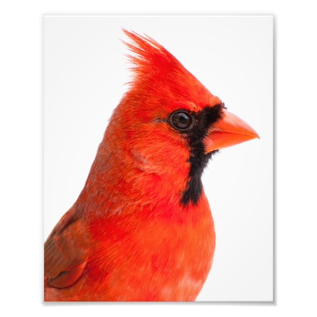 Impression Photo Cardinal (Devant)