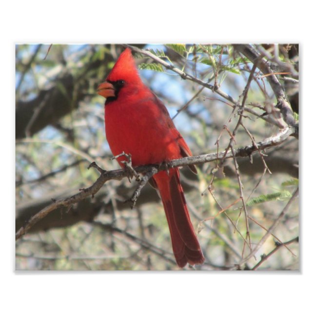 Impression Photo Cardinal (Devant)
