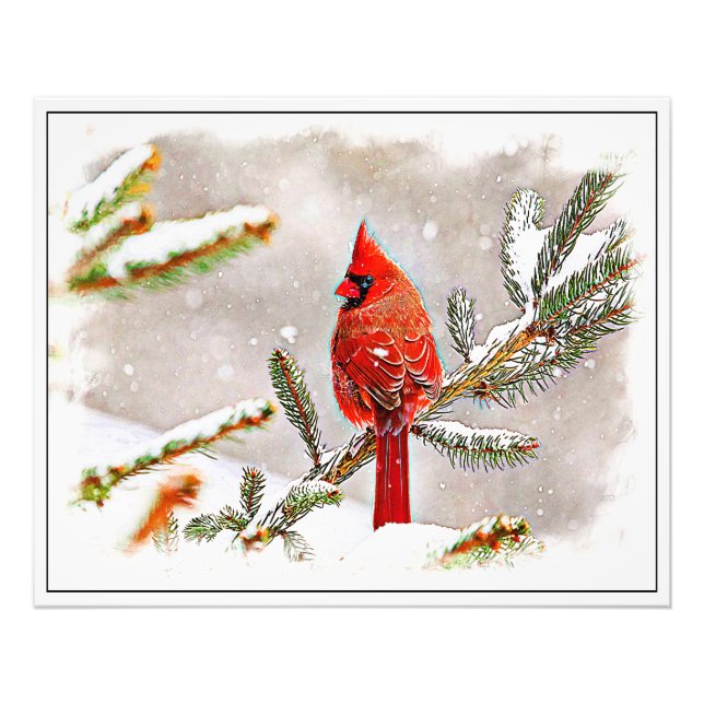 Impression Photo Cardinal dans un pin (Devant)