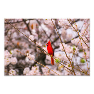 Impression Photo Cardinal du Nord en rose