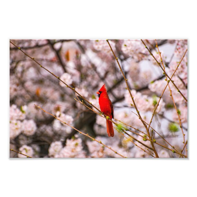 Impression Photo Cardinal du Nord en rose (Devant)