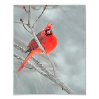 Impression Photo Cardinal en neige 8" x 10"