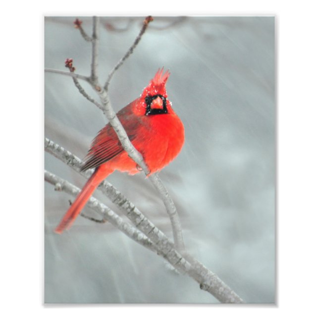 Impression Photo Cardinal en neige 8" x 10" (Devant)