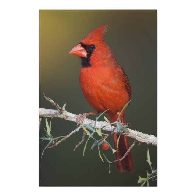 Impression Photo Cardinal rouge, Cardinalis cardinalis, mâle (Devant)