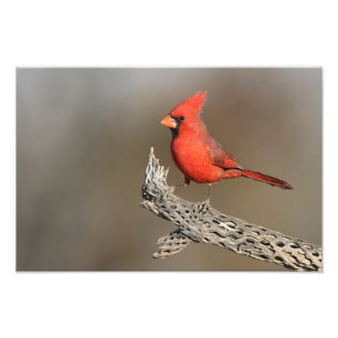 Impression Photo Cardinal sur une côte de cholla