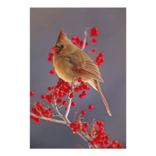 Impression Photo Cardinalis rouge femelle parmi l'aubépine