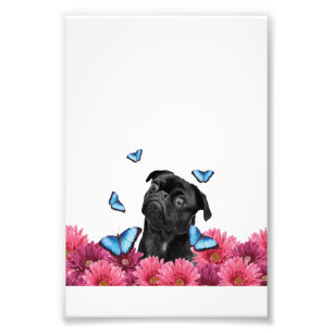 Impression Photo Carlin Gerbera Papillons   Chien noir mignon