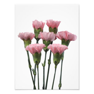Impression Photo Carnations roses