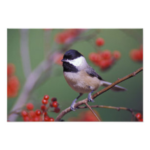 Impression Photo Carolina Chickadee
