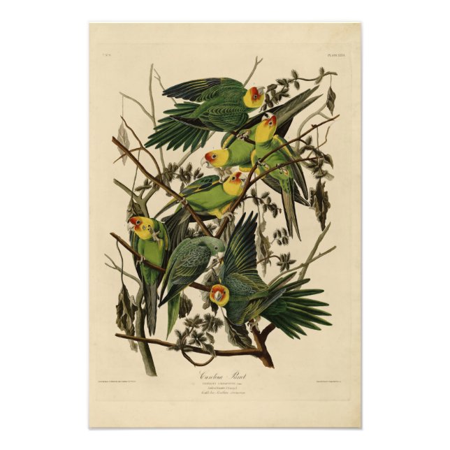 Impression Photo Carolina Parrot de Audubon's Birds of America (Devant)