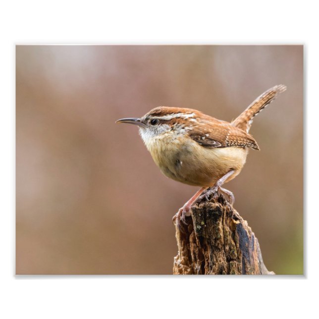 Impression Photo Carolina Wren Bird (Devant)