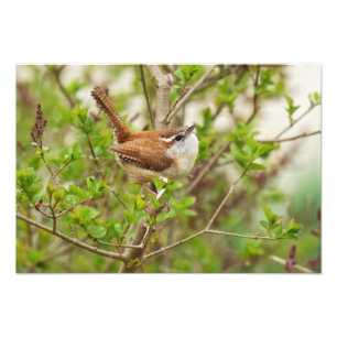 Impression Photo Carolina Wren Print