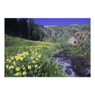 Impression Photo Cascade et fleurs sauvages dans la prairie alpine,