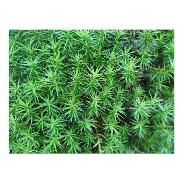 Impression Photo Casquette de cheveux Juniper Moss (Devant)