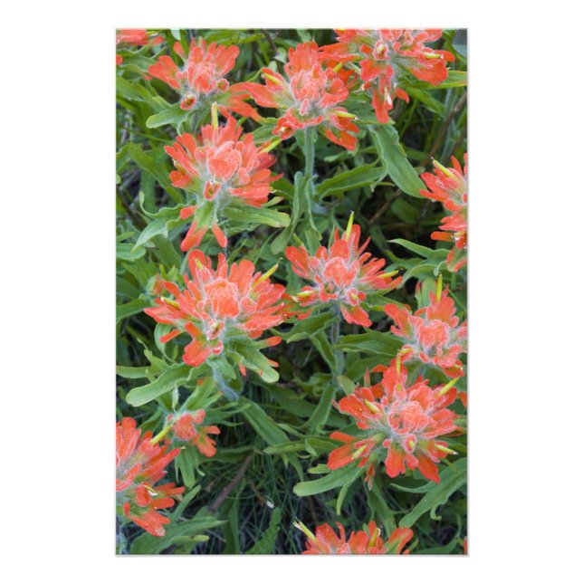 Impression Photo Castilleja des Indiens sauvages dans les Many (Devant)