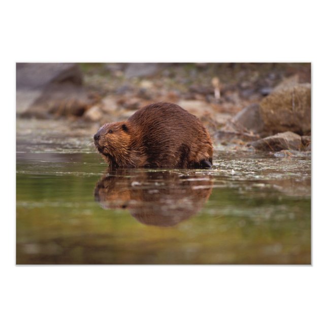 Impression Photo castor, Castor canadensis, va nager (Devant)