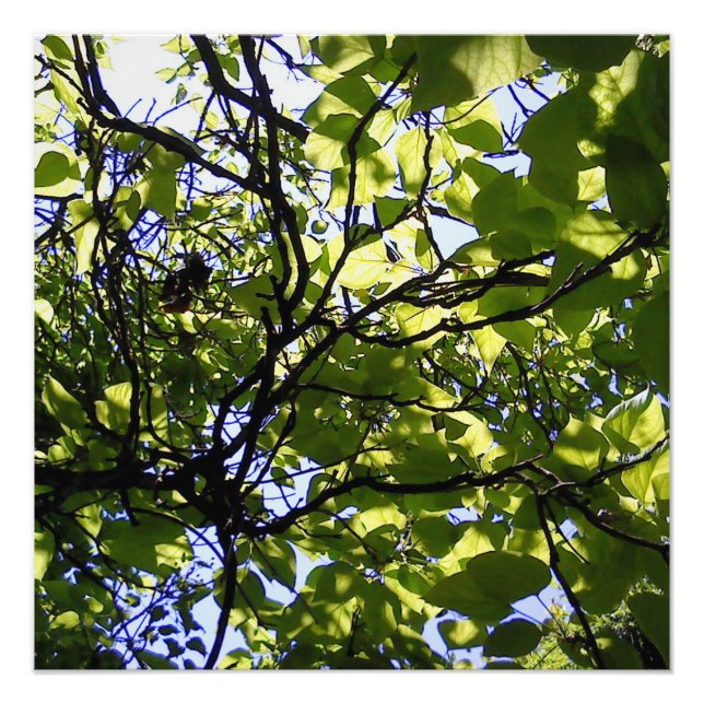 Impression Photo Catalpa tropicale nature sauvage (Devant)