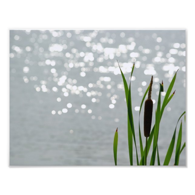 Impression Photo Cattail devant le lac (Devant)