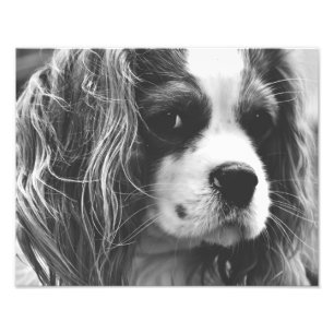 Impression Photo Cavalier King Charles Spaniel