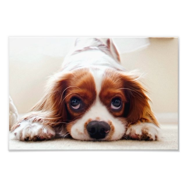 Impression Photo Cavalier King Charles Spaniel (Devant)