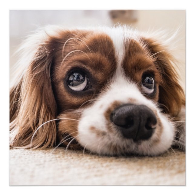 Impression Photo Cavalier roi charles spaniel (Devant)
