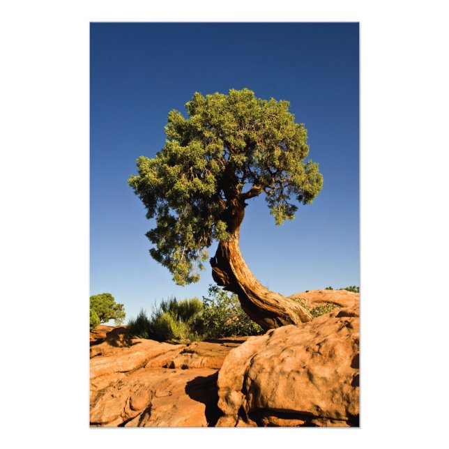 Impression Photo Cèdre solitaire, Deadhorse Point State Park, (Devant)