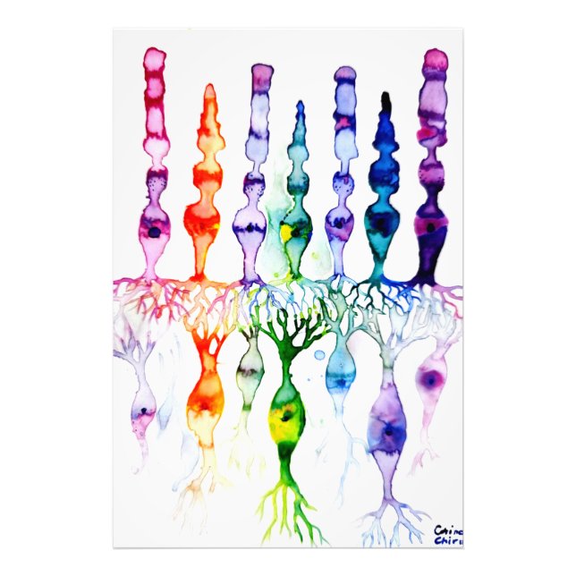 Impression Photo Cellules coniques, cellules en bâtonnet et neurone (Devant)