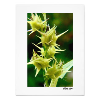 Impression Photo Cenchrus Echinatos.