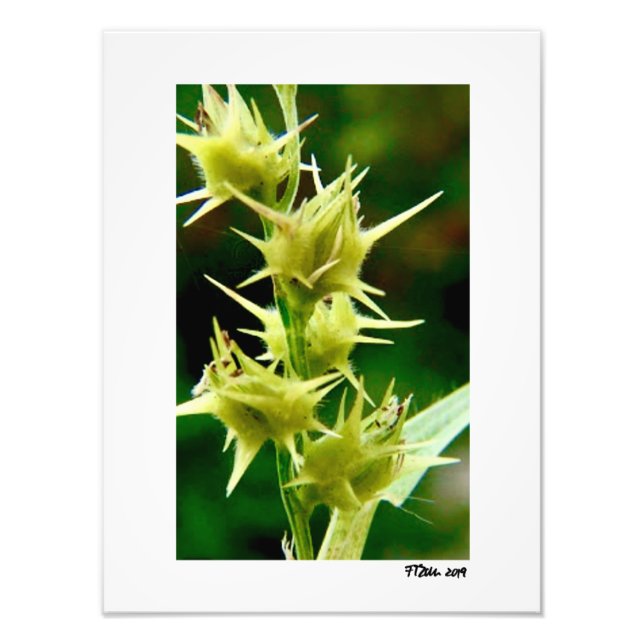 Impression Photo Cenchrus Echinatos. (Devant)