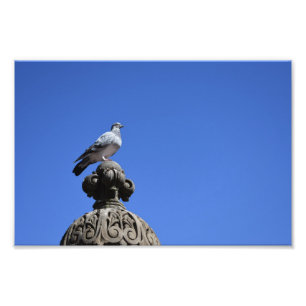 Impression Photo Central Park Pigeon Blue Sky New York City Bird