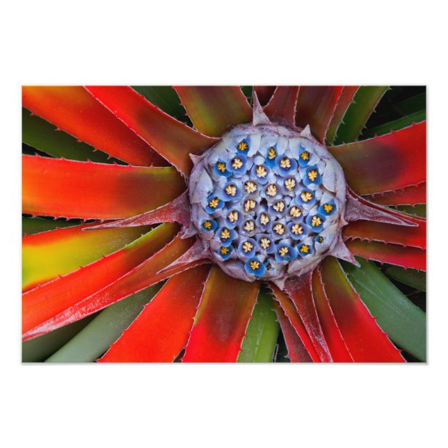 Impression Photo Centre d'un agave en fleurs - San Francisco (Devant)