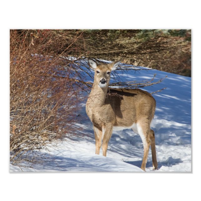 Impression Photo Cerf À La Neige Et À La Brosse (Devant)