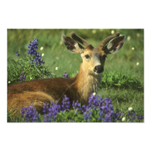 Impression Photo Cerf à queue noire, Odocoileus hemionus