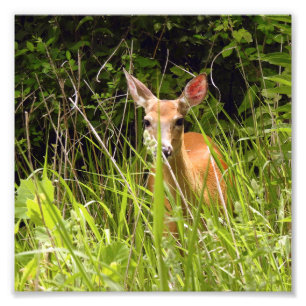 Impression Photo Cerf dans les herbes