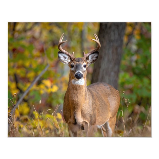 Impression Photo cerf de Virginie (Devant)