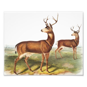 Impression Photo Cerf de Virginie (Cervus Richardsonii)