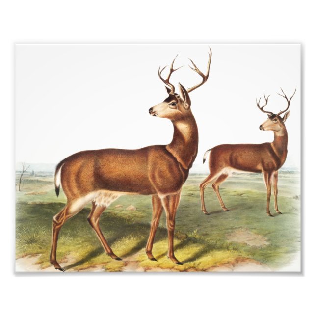 Impression Photo Cerf de Virginie (Cervus Richardsonii) (Devant)