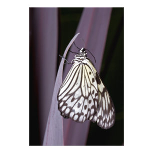 Impression Photo Cerf-volant en papier sur agave violette