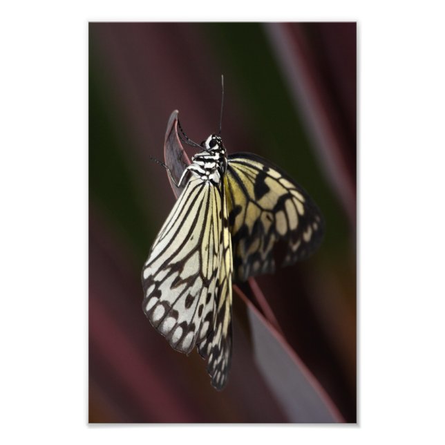 Impression Photo cerf-volant en papier sur violet (Devant)