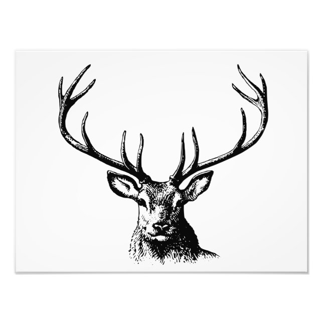 Impression Photo Cerfs Animaux Antlers Nature Faune Hornes Pots (Devant)