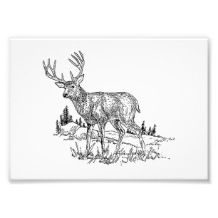 Impression Photo Cerfs communs de mâle
