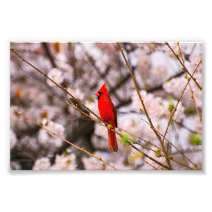 Impression Photo Cerisier
