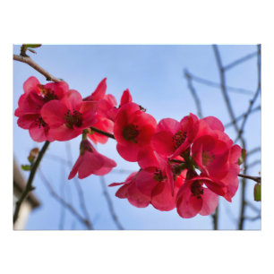 Impression Photo Chaenomeles speciosa