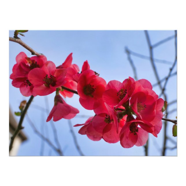 Impression Photo Chaenomeles speciosa (Devant)