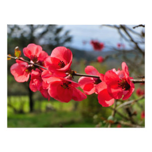 Impression Photo Chaenomeles speciosa