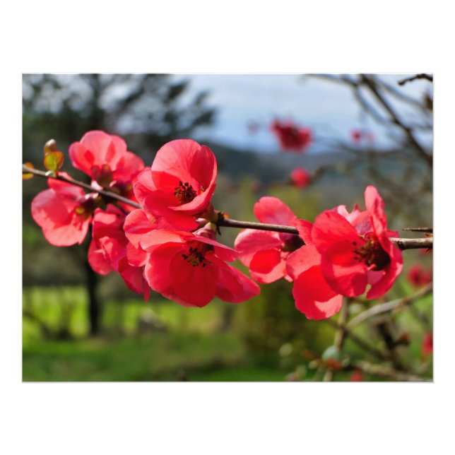 Impression Photo Chaenomeles speciosa (Devant)