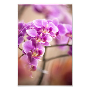 Impression Photo Chaîne de fleurs d'orchidée Phalaenopsis rose prof