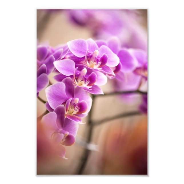Impression Photo Chaîne de fleurs d'orchidée Phalaenopsis rose prof (Devant)
