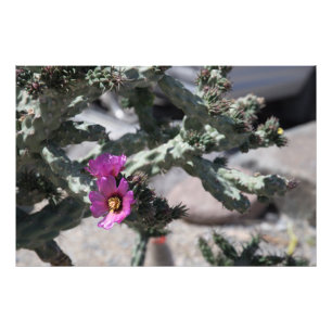Impression Photo Challa Cactus en fleurs