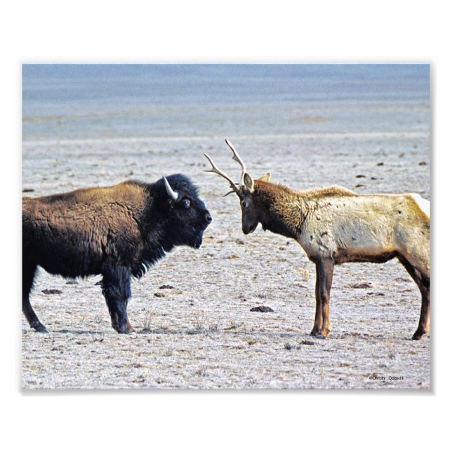 Impression Photo Challenge Elk vs. Buffalo 8x10 (Devant)